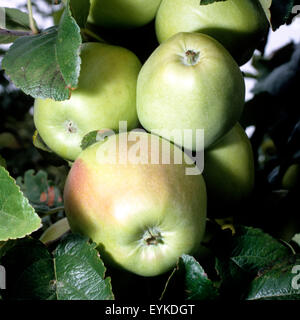 Altlaender Glockenapfel; Apfelsorte, Apfel, Kernobst, Obst, Stockfoto