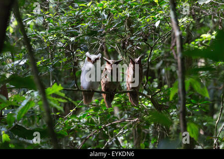 Drei crested Eulen (Familienverband) sitzt auf einem Ast auf Sacha Lodge Trails, Ecuador. Stockfoto