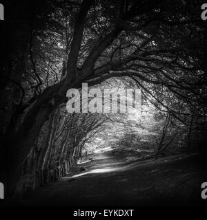 Baum-Tunnel nach einem magischen Pfad durch den Wald Stockfoto