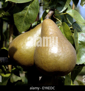 Birne, Pyrus, Uta, Birnensorte, Birne, Kernobst, Obst, Stockfoto