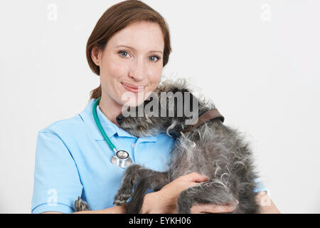 Studioportrait von weiblichen Tierarzt Holding Lurcher Dog Stockfoto