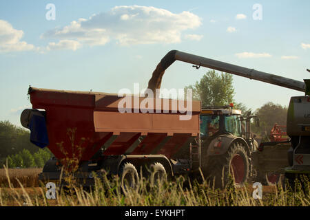 Erntezeit in der Landschaft von West Sussex. Entleerung der Ladung in einen Traktor Mähdrescher. Stockfoto