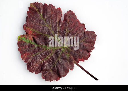 Weinblatt; Roter Wein, Herbst, Wein, Weinpflanzen, Reben, Fruechte, Beeren, Obst,- Stockfoto