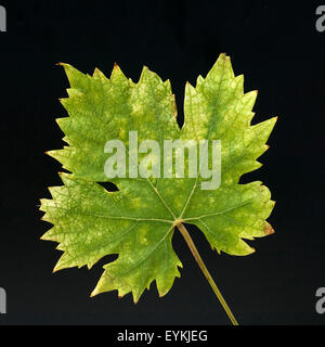Weinblatt, Weisser Wein, Weisswein, Wein, Weinpflanzen, Reben, Fruechte, Beeren, Obst, Stockfoto
