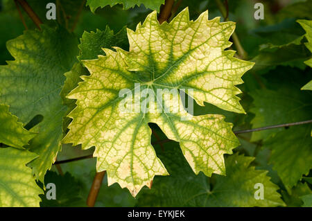 Weinblatt, Weisser Wein, Weisswein, Wein, Weinpflanzen, Reben, Fruechte, Beeren, Obst, Stockfoto