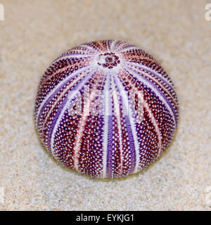 Bunte Schale der Seeigel oder Urchin ist rund und stacheligen mit lila und rot auf sand Stockfoto