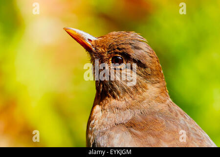 Nahaufnahme von einem weiblichen eurasische Amsel vor einem grünen Hintergrund Stockfoto