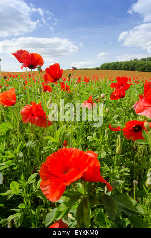 Gemeinsamen Mohn [Papaver Rhoeas]. Juni. West Sussex. Zwischen Petworth und Midhurst. Juni. South Downs National Park. Stockfoto