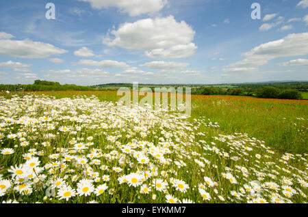 Ochsen-Auge Gänseblümchen [Leucanthemum Vulgare] nahe an ein Feld mit gemeinsamen Mohn [Papaver Rhoeas].  West Sussex-Juni Stockfoto