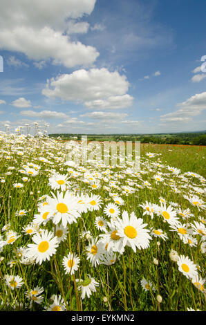 Ochsen-Auge Gänseblümchen [Leucanthemum Vulgare] nahe an ein Feld mit gemeinsamen Mohn [Papaver Rhoeas].  West Sussex-Juni Stockfoto