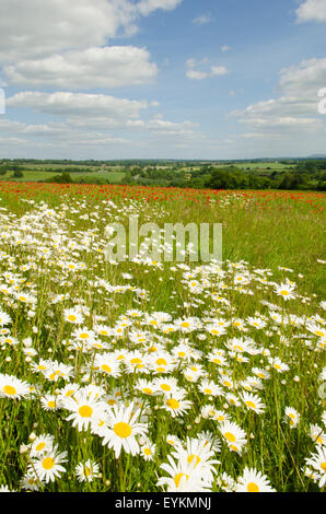 Ochsen-Auge Gänseblümchen [Leucanthemum Vulgare] nahe an ein Feld mit gemeinsamen Mohn [Papaver Rhoeas].  West Sussex-Juni Stockfoto