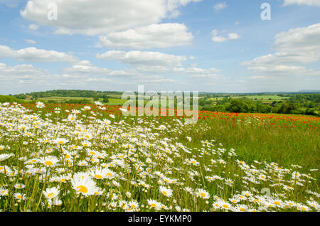 Ochsen-Auge Gänseblümchen [Leucanthemum Vulgare] nahe an ein Feld mit gemeinsamen Mohn [Papaver Rhoeas].  West Sussex-Juni Stockfoto