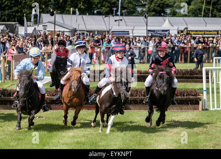 CLA Game Fair 2015 Harewood Stockfoto