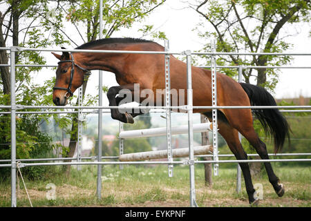 Schönes junge reinrassiges Pferd springt über Hindernis Stockfoto