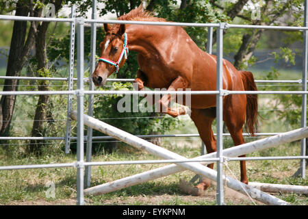 Schönes junge reinrassiges Pferd springt über Barriere. Kostenlose springen Stockfoto