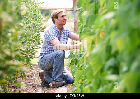 Landwirt Check-Tomatenpflanzen im Gewächshaus Stockfoto