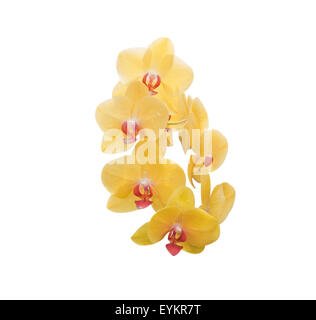 Orchideen Zweig mit violetten Blüten isoliert auf weißem Hintergrund Stockfoto