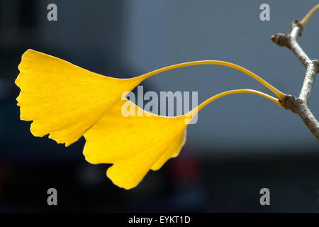 Ginkgoblaetter, Ginkgo, Biloba, Mit Herbstfaerbung, Herbst, Stockfoto