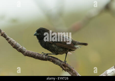 Geospiza Fortis, männliche Medium Boden Finch, Tagus Cove, Insel Isabela, Galapagos-Inseln, Ecuador Stockfoto