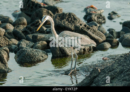 Ardea Herodias, Great Blue Heron, Fernandina Insel, Galapagos-Inseln, Ecuador Stockfoto