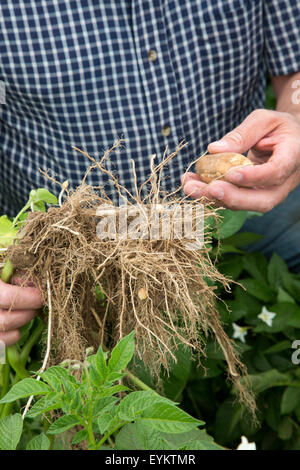 Shelley, Idaho - Kartoffel Landwirt Bryan Searle untersucht das Wachstum der Kartoffeln auf seinem Hof. Stockfoto
