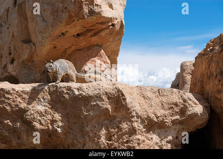 Ein Rock-Eichhörnchen in den Grand Canyon in Arizona. Stockfoto