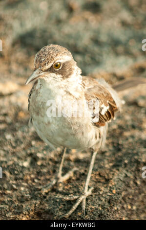 Mimus Parvulus, Galapagos Mockingbird, Fernandina Insel, Galapagos-Inseln, Ecuador Stockfoto