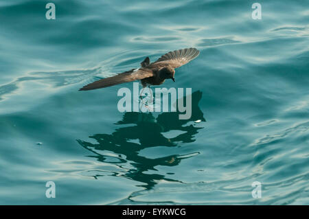 Oceanites Gracilis, Elliots Sturmvogel, Fernandina Insel, Galapagos-Inseln, Ecuador Stockfoto