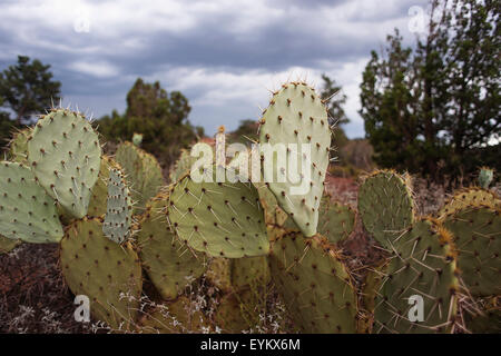 Ein Feigenkaktus in Sedona, Arizona Stockfoto