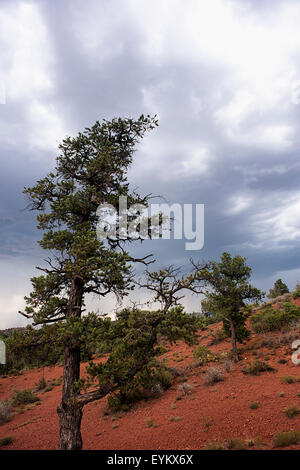 Gewitterwolken über die Wüstenlandschaft in Sedona, Arizona. Stockfoto