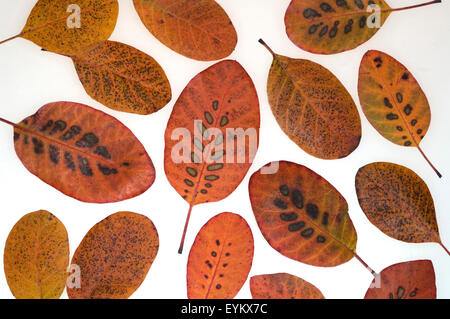 Perueckenstrauch, Cotinus, Coggygria, Herbstfaerbung, Stockfoto