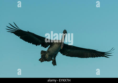 Pelecanus Occidentalis, Brown Pelican, Isabela Island, Galapagos-Inseln, Ecuador Stockfoto