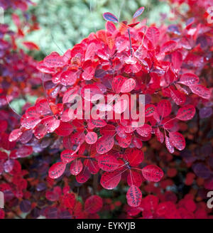 Perueckenstrauch, Cotinus, Coggygria, Stockfoto