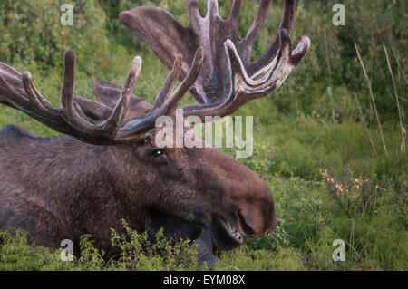 Stier Elch (Alces Alces) mit Geweih aus Samt, die ihr Wachstum nährt, bis es im Herbst vor der Brunft vergossen wird beim Stockfoto