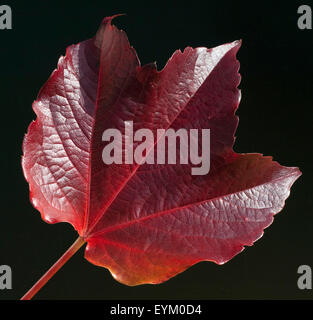 Weinblatt Im Herbst, Stockfoto