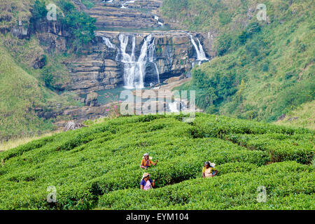 Sri Lanka, Ceylon, zentrale Provinz, Nuwara Eliya Teeplantagen im Hochland, tamilischen Frauen Teepflückerinnen Kommissionierung Tee lässt n Stockfoto