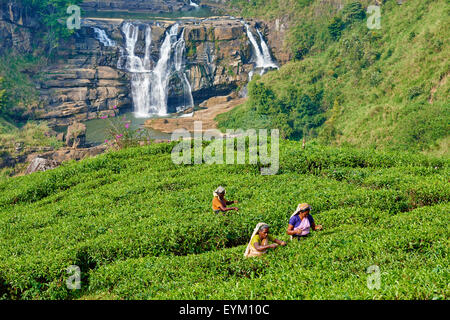 Sri Lanka, Ceylon, zentrale Provinz, Nuwara Eliya Teeplantagen im Hochland, tamilischen Frauen Teepflückerinnen Kommissionierung Tee lässt n Stockfoto