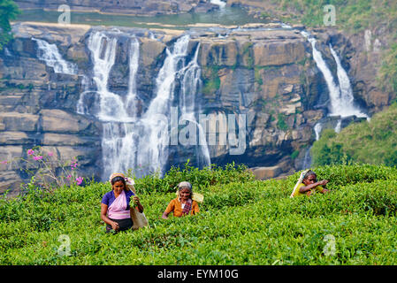 Sri Lanka, Ceylon, zentrale Provinz, Nuwara Eliya Teeplantagen im Hochland, tamilischen Frauen Teepflückerinnen Kommissionierung Tee lässt n Stockfoto