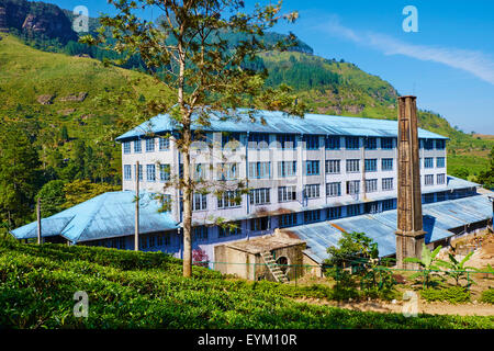 Sri Lanka, Ceylon, zentrale Provinz, Nuwara Eliya Teeplantagen im Hochland, Tea Estate Bluefield Stockfoto