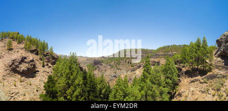 Im Landesinneren zentrale Gran Canaria, Caldera de Tejeda, kanarische Kiefern Stockfoto