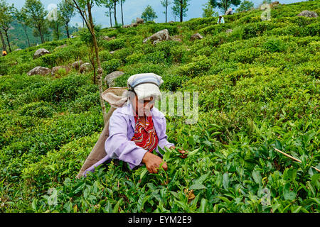 Sri Lanka, Ceylon, Central Province, Haputale, Teeplantagen im Hochland in der Nähe von Liptons Sitz, tamilischen Frauen Tee Kommissionierer picki Stockfoto