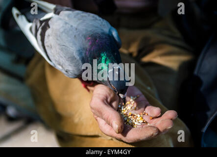 New York, NY - 31. Juli 2015 - Dottie, eines der verbleibenden verwilderten Tauben im Washington Square Park Essen Vogelfutter von Larry der Birdman Hand. Juli 22. 200 bis 300 der Parks Tauben verloren gegangen. Stockfoto