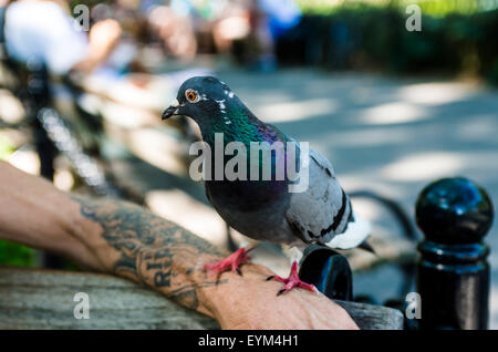 New York, NY - 31. Juli 2015 - Dottie ist eines der 30 verbleibenden verwilderten Tauben im Washington Square Park. Juli 22. 200 bis 300 der Parks Tauben verloren gegangen. Stockfoto