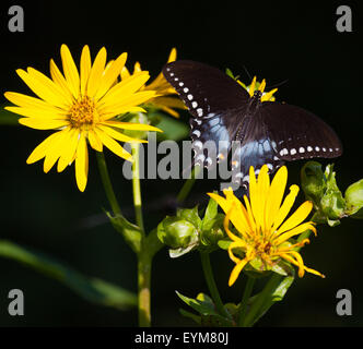 Spicebush Schwalbenschwanz (Papilio Troilus) Nectaring auf gelben Blüten Stockfoto