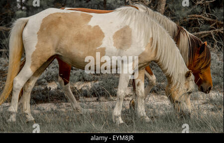 Wilde Pferde, wilde Ponys Weiden auf nördlichen Assateague Island, Maryland Stockfoto