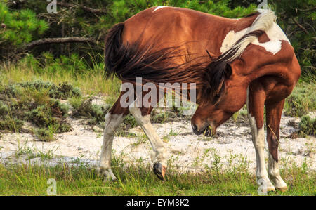 Wildes Pferd Peitschen ihre Rute beim grasen auf Assateague Insel Stockfoto