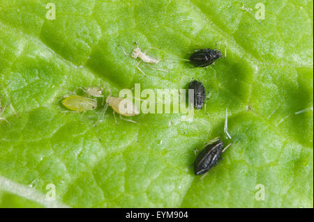 Green Peach Blattläuse - die schwarzen sind einige parasitiert die Wespe Aphelinus Stockfoto