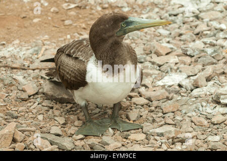 Sula Granti, Juvenile Nazca Booby Espanola Insel, Galapagos-Inseln, Ecuador Stockfoto