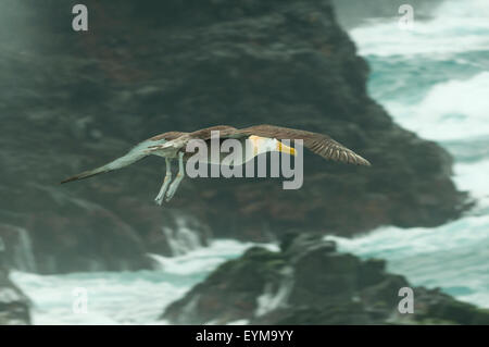 Phoebastria Irrorata, winkte Albatross im Flug, Espanola Insel, Galapagos-Inseln, Ecuador Stockfoto