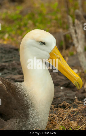 Phoebastria Irrorata, winkte Albatross Espanola Insel, Galapagos-Inseln, Ecuador Stockfoto